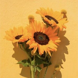 Meet your Posher, Abbie